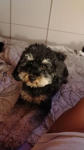 Customer photo review of Sweet Animal Pet&Go