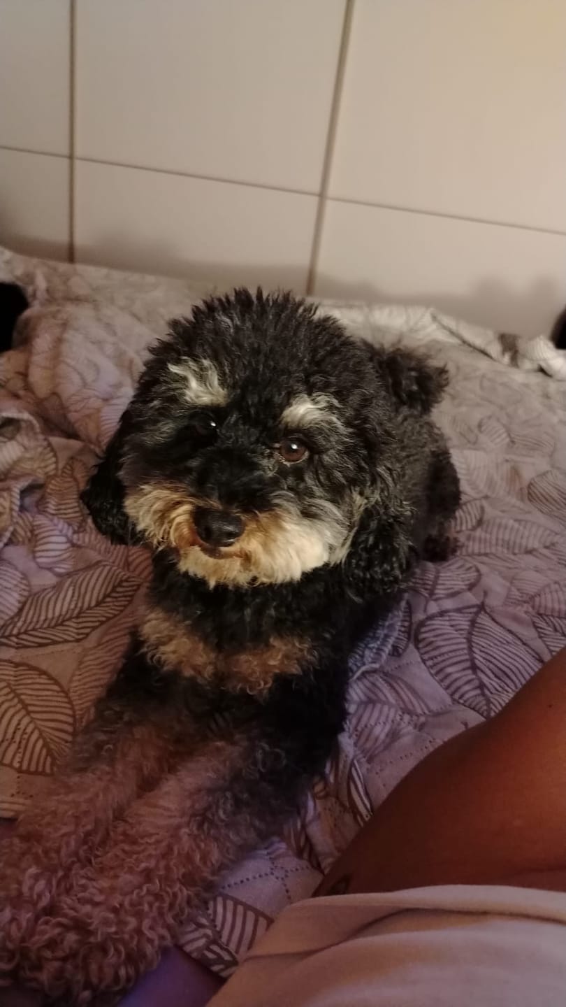 Customer photo review of Sweet Animal Pet&Go