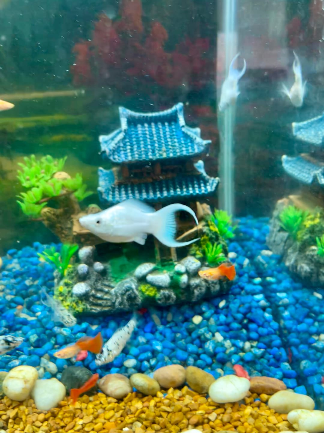 Customer photo review of Platinum Balloon Molly Fish | Lyretail Tail, Black Eyes