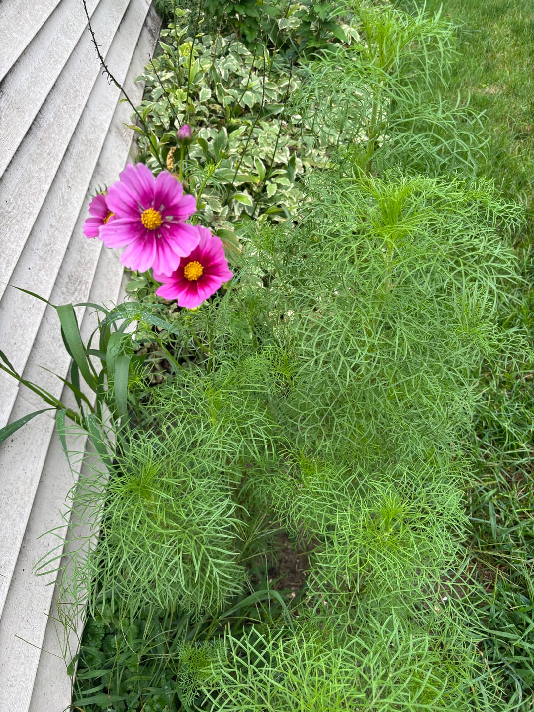 Customer photo review of Cosmos Radiance Seeds - Cosmos bipinnatus
