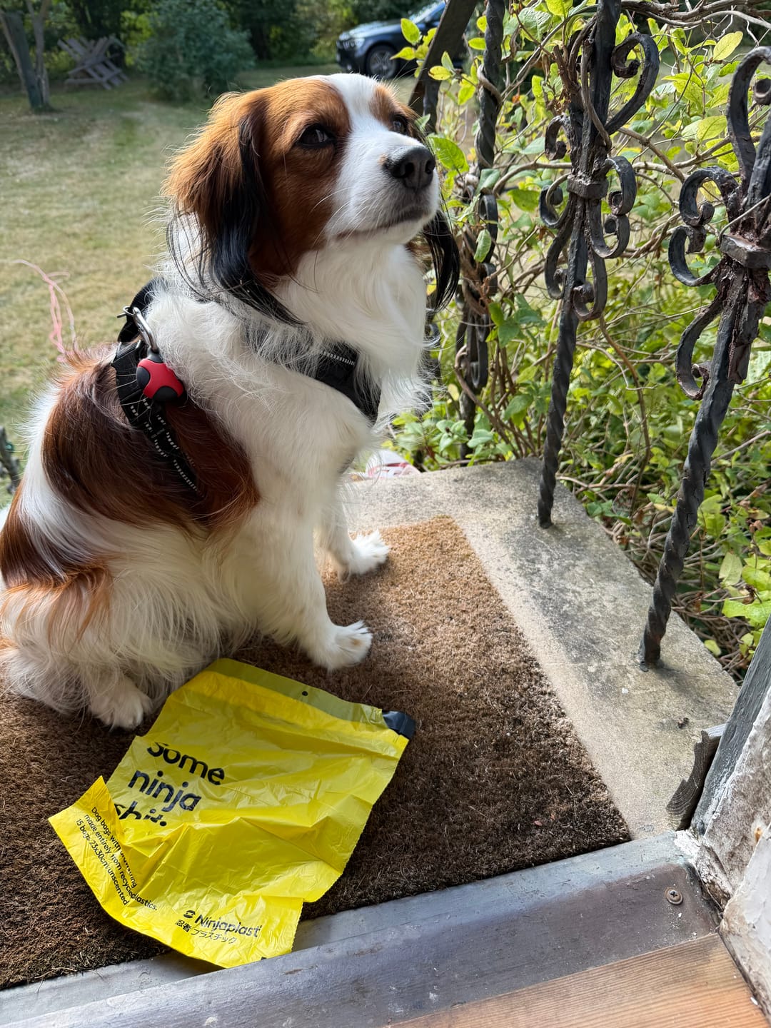 Customer photo review of Dog Poop bags with drawsting, Pack of 30