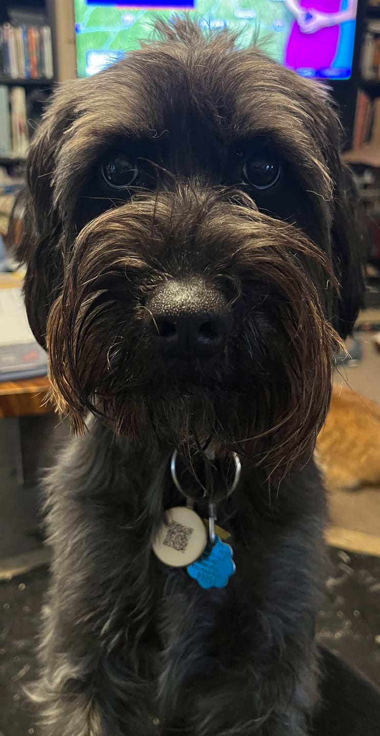 Customer photo review of Tongue Out Black Goldendoodle T-Shirt