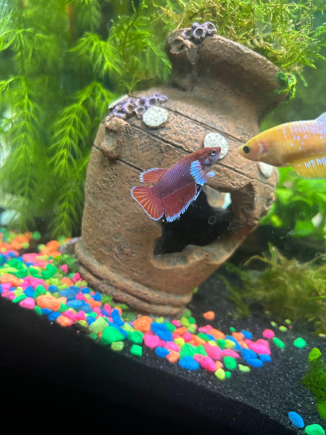 Customer photo review of Dumbo Lavender Female Betta Fish