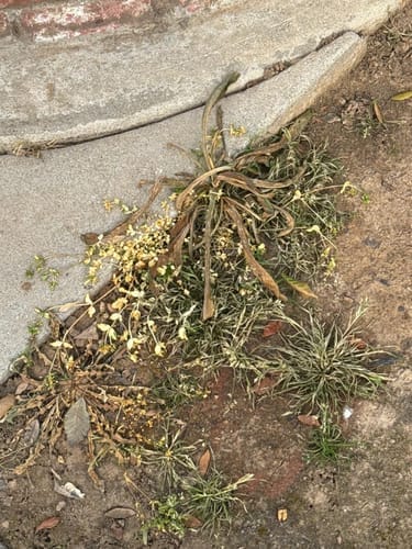 Customer photo review of 🔥🔥2026 SALE - Fast-Acting Natural Weed & Grass Killer Spray