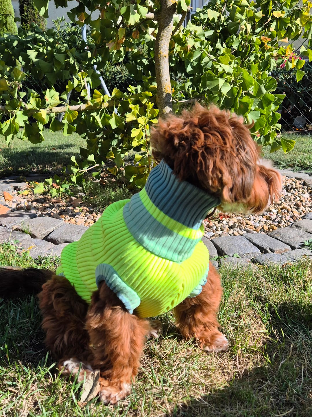Customer photo review of THE GLOW JUMPER 2.0 - Neon Hundepullover - (Pink Parade)