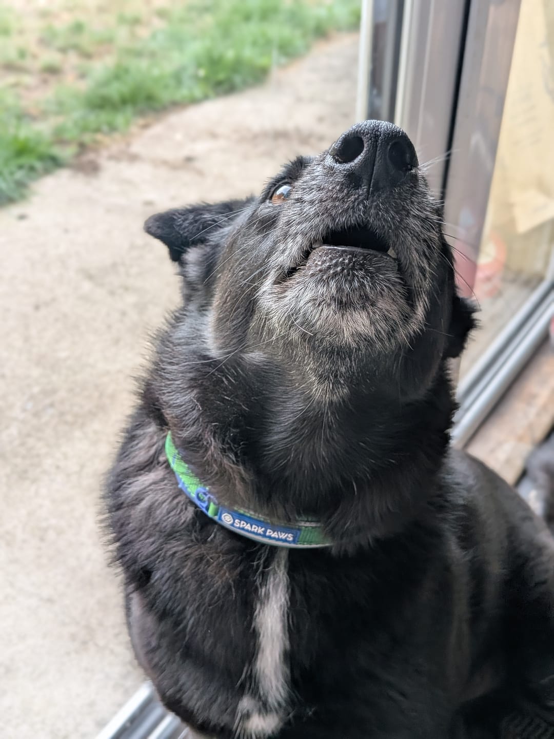 Customer photo review of Cushioned Martingale Collar - Lime Wave