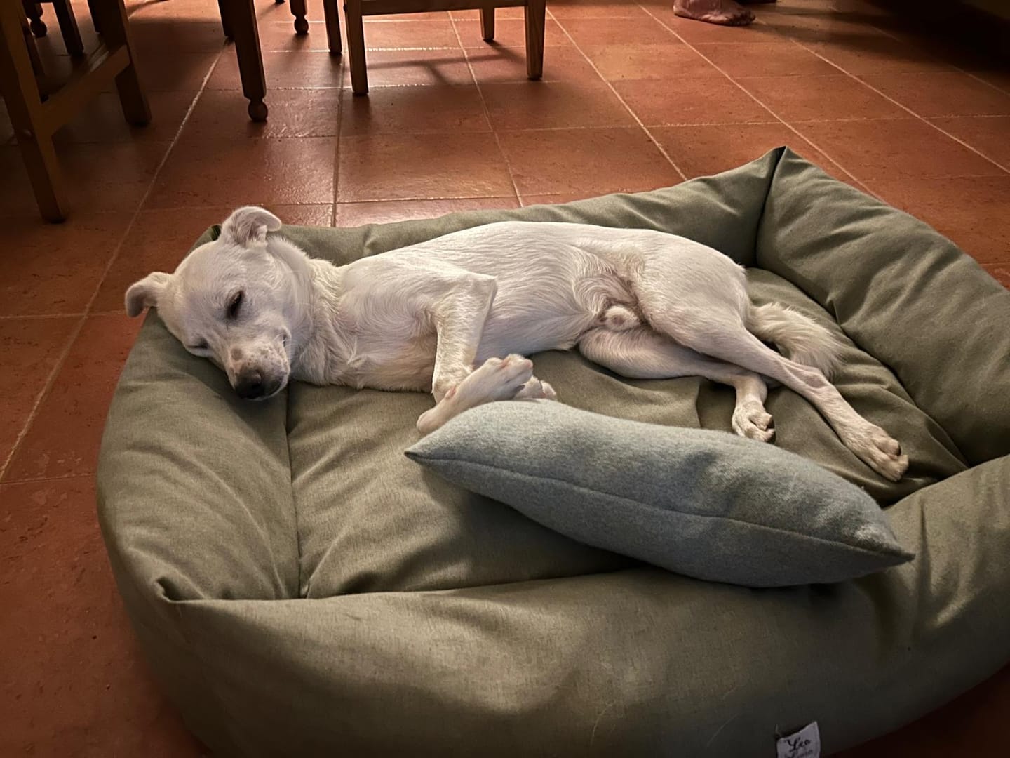 Customer photo review of Cuscino Arredo