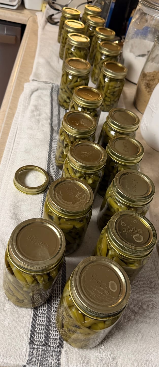 Customer photo review of Pint Canning Jars with Lids – Regular Mouth 12 Pack