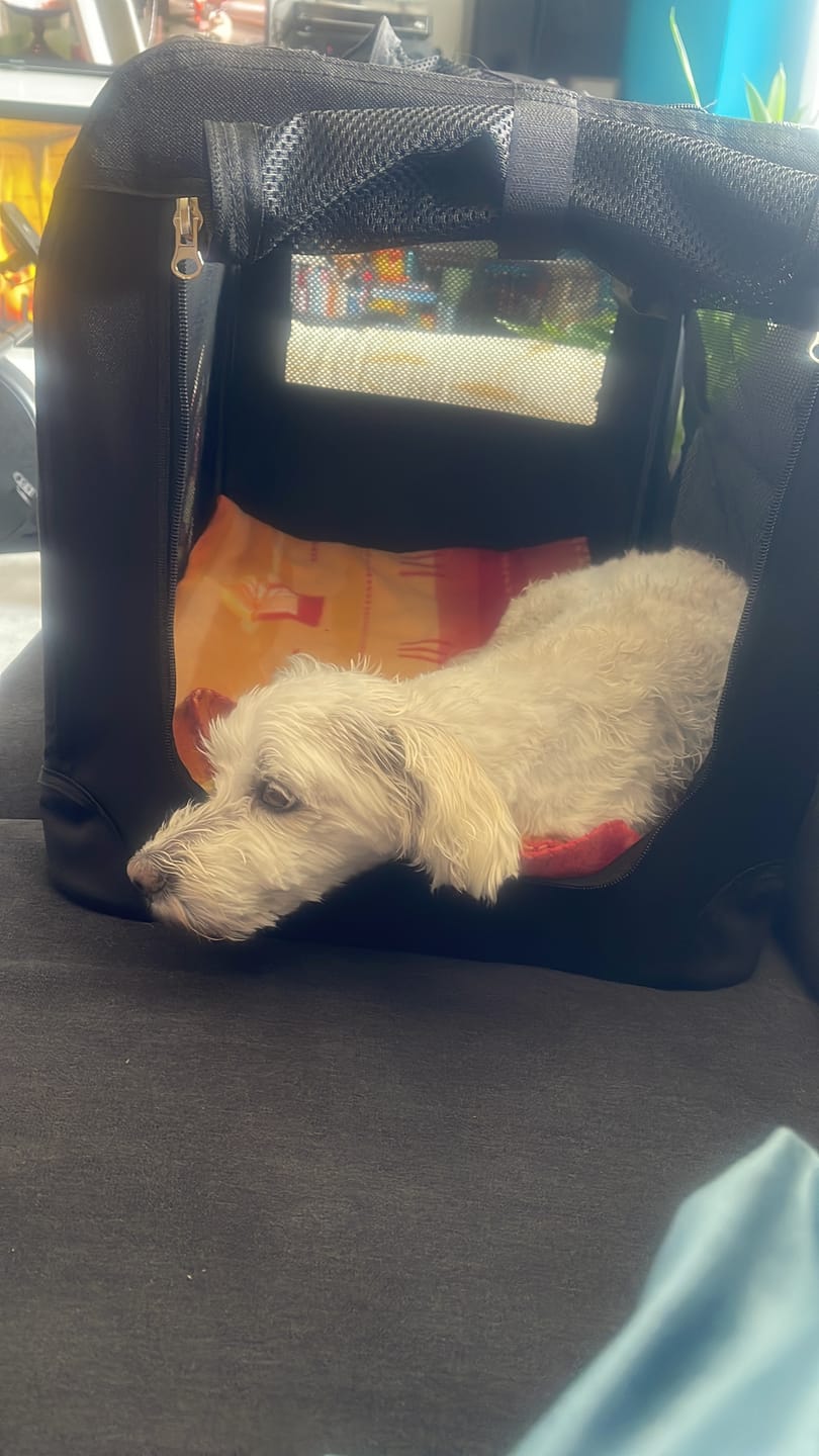 Customer photo review of Wurmtest Plus Hund