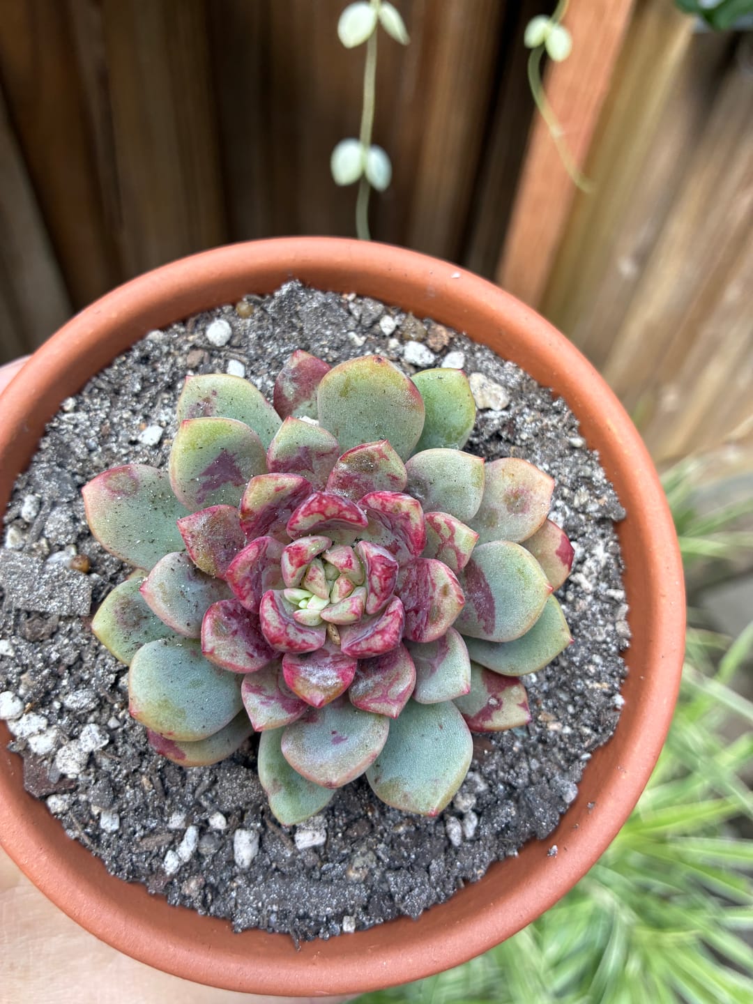 Customer photo review of Echeveria Jelly Jam