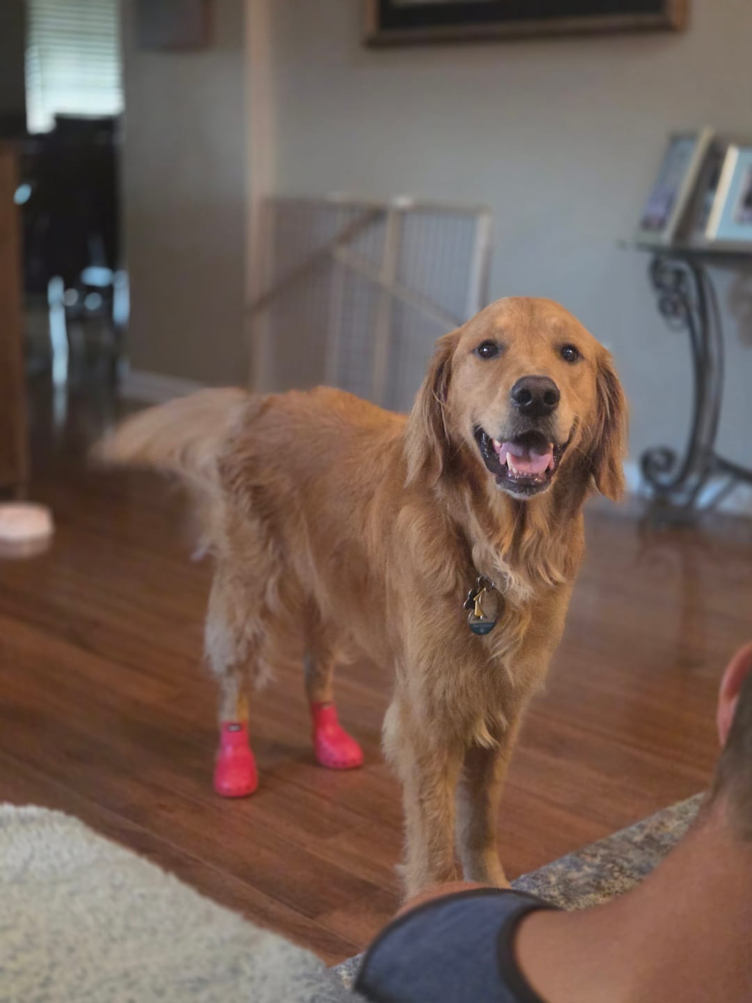 Customer photo review of WagWellies® Mojave