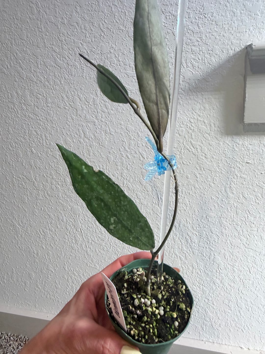 Customer photo review of Hoya clemensiorum