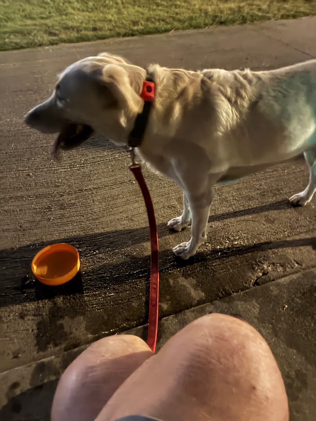 Customer photo review of FurLife™ - 12 Months All Natural Flea and Tick Tags for Dogs