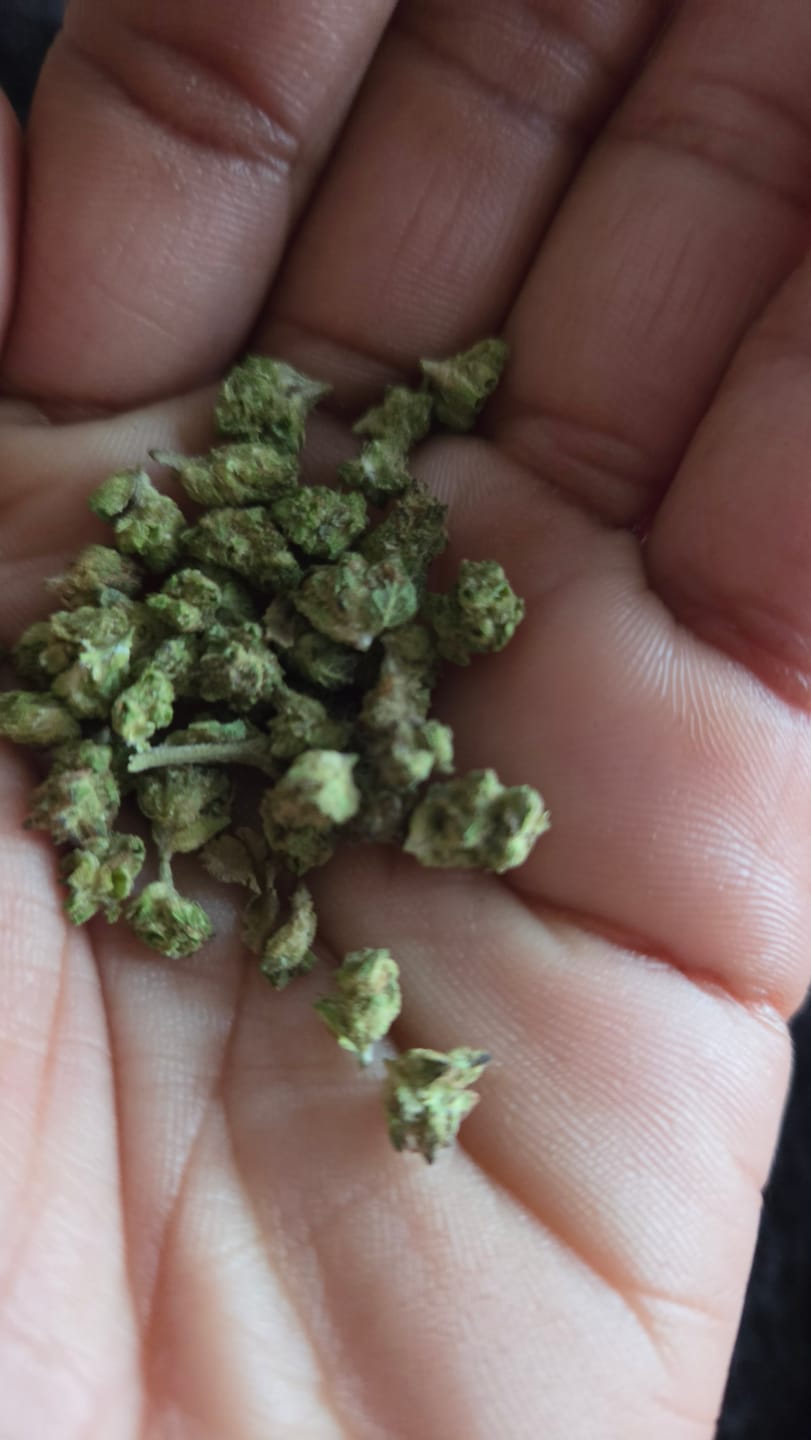 Customer photo review of Bubba OG MICROS - 28 Grams - Indica