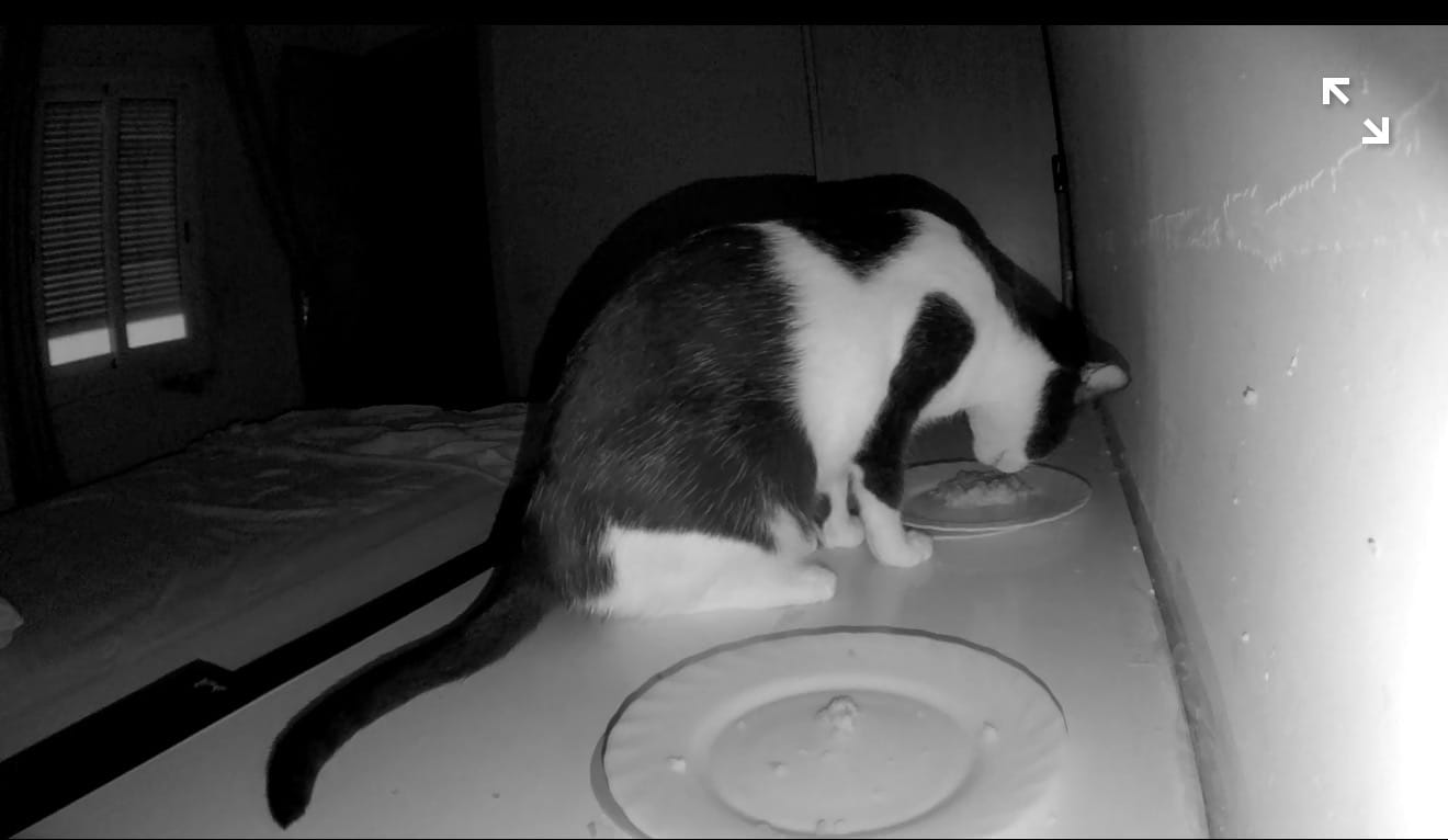 Customer photo review of Menú BARF Conejo para gato - 500g