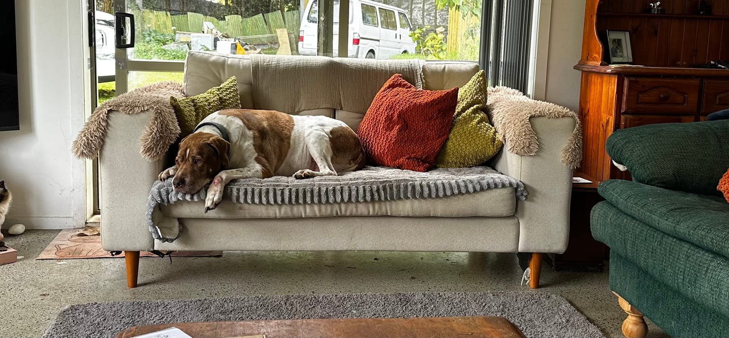 Customer photo review of CouchCloud - Couch Covers
