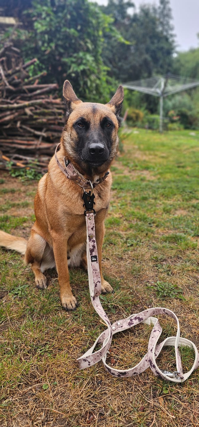 Customer photo review of Extreme Buckle Camo Beige - Starkt och säkert hundhalsband