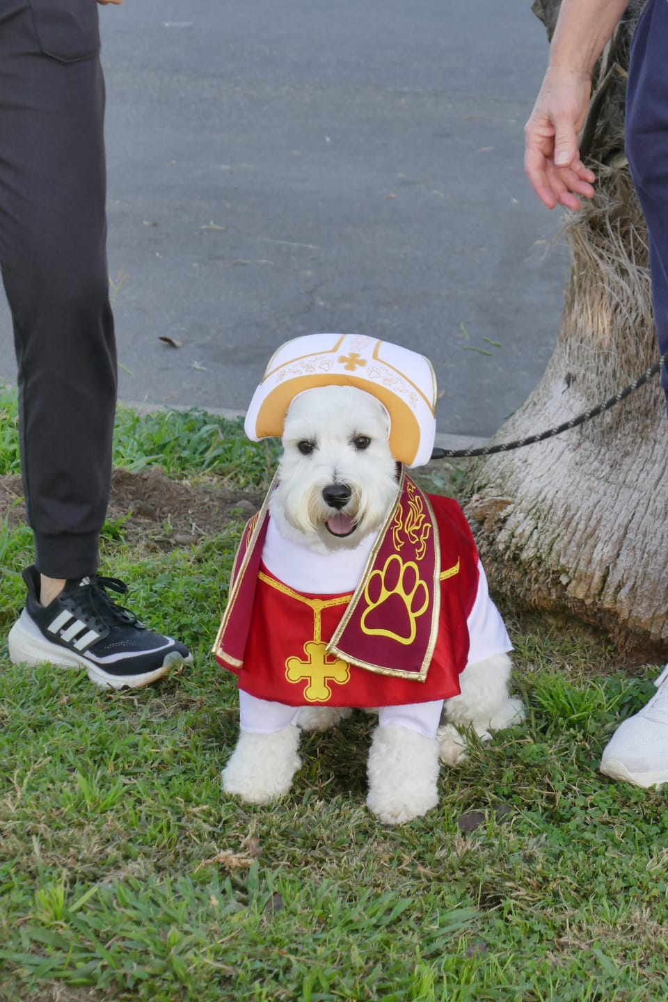 Customer photo review of Costumes Dog Pope Outfit