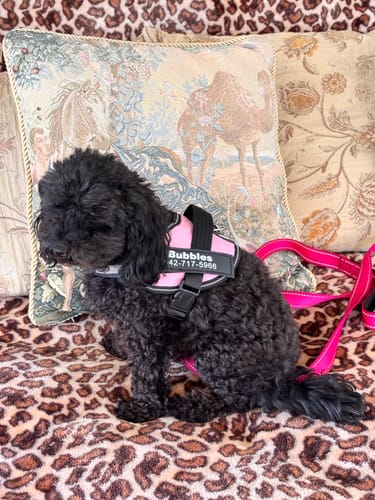 Customer's small black dog sitting on a patterned surface wearing a pink Dogshood Easy On harness with a matching leash.