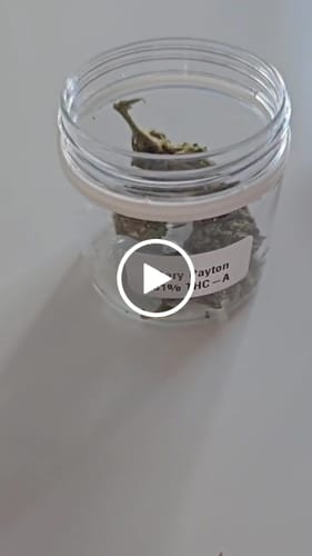 Customer video review of THC-A 31% Flower Gary Payton