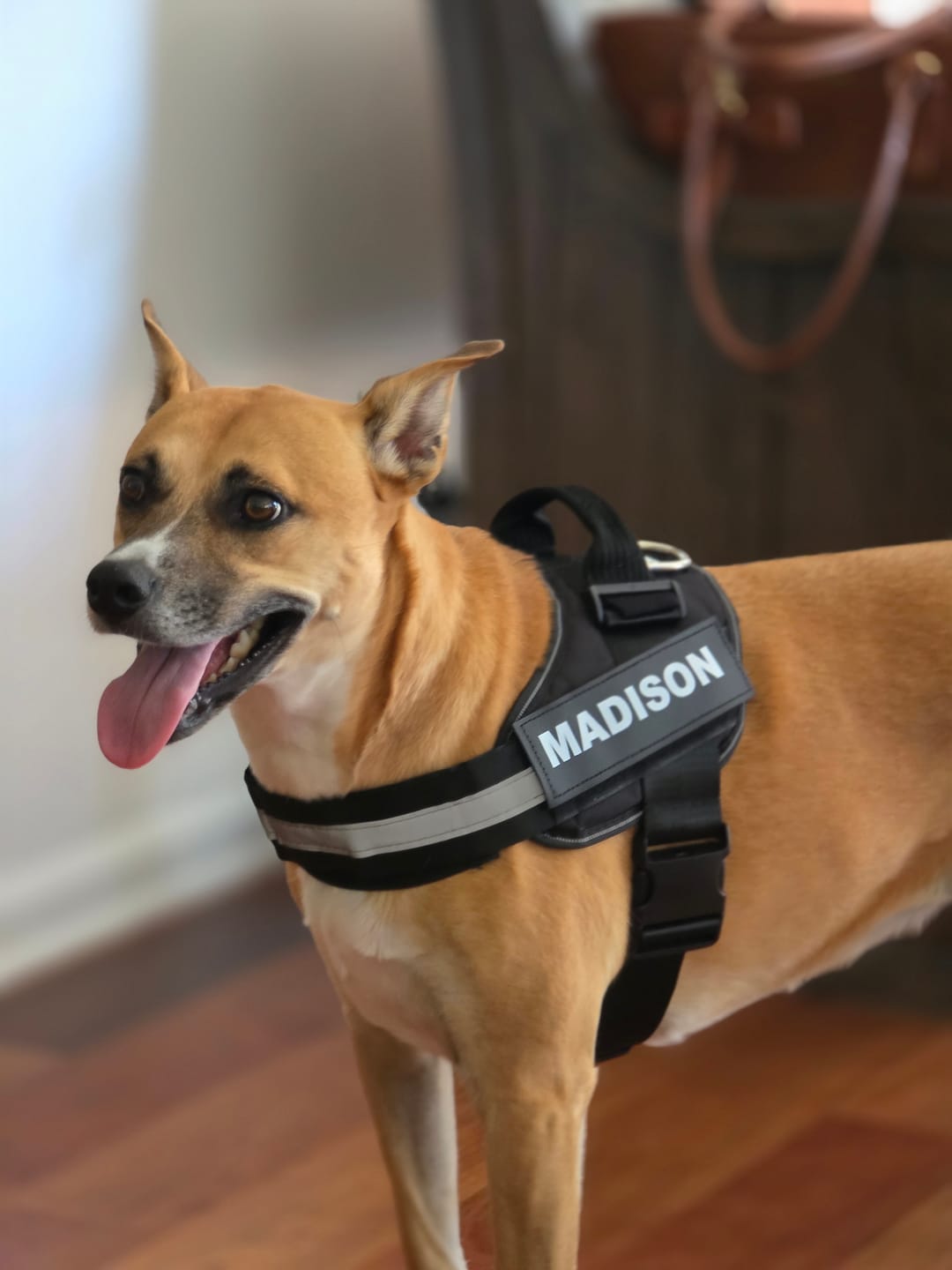 Customer photo review of Dogshood ™ Easy On