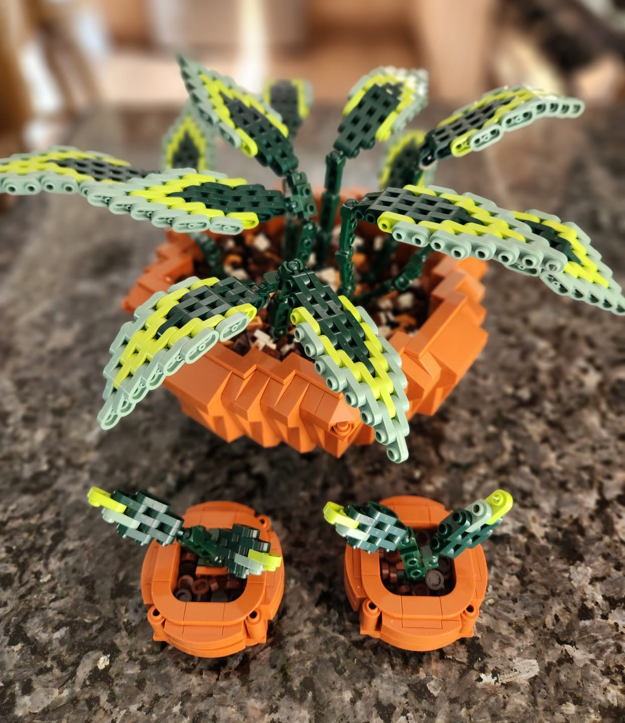 Customer photo review of FREE GIFT Propagation Pot POTHOS PROMO