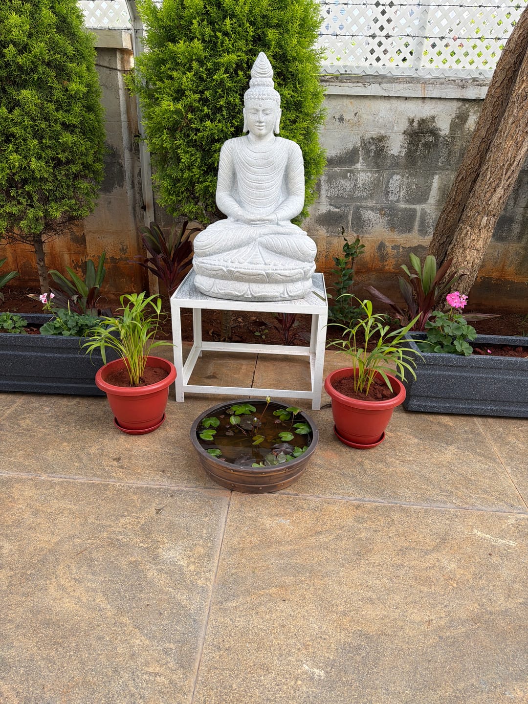 Customer photo review of Barillo Lotus