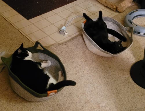 Customer's two Instinct Baskets on carpet with one black cat curled inside and one tuxedo cat relaxing in the other.