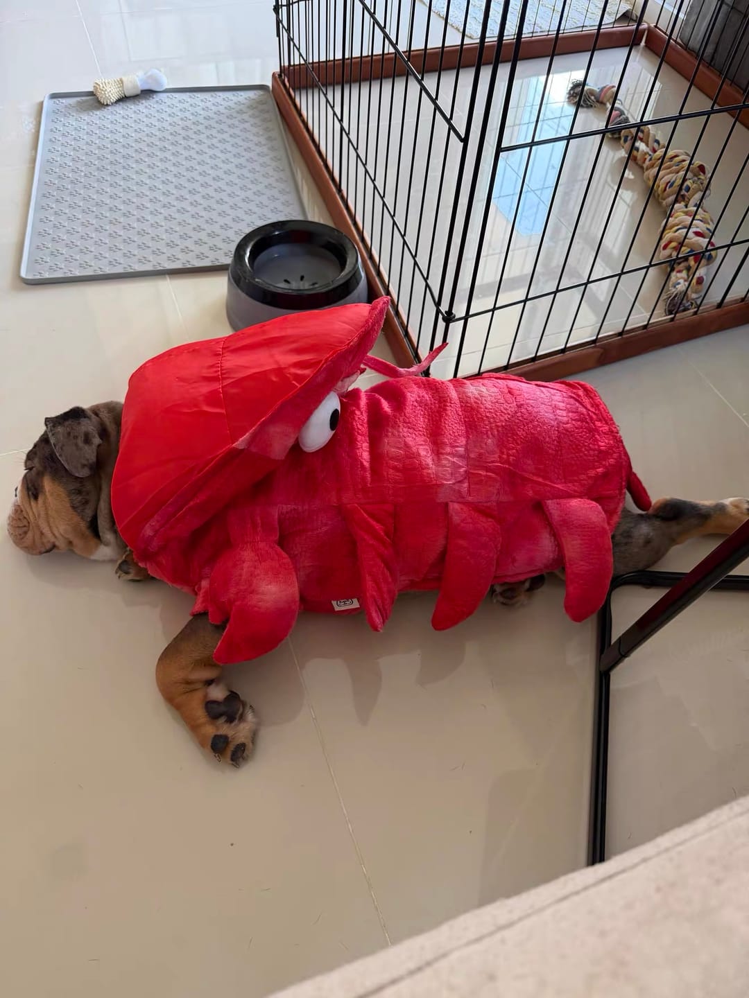 Customer photo review of Lobster Costume