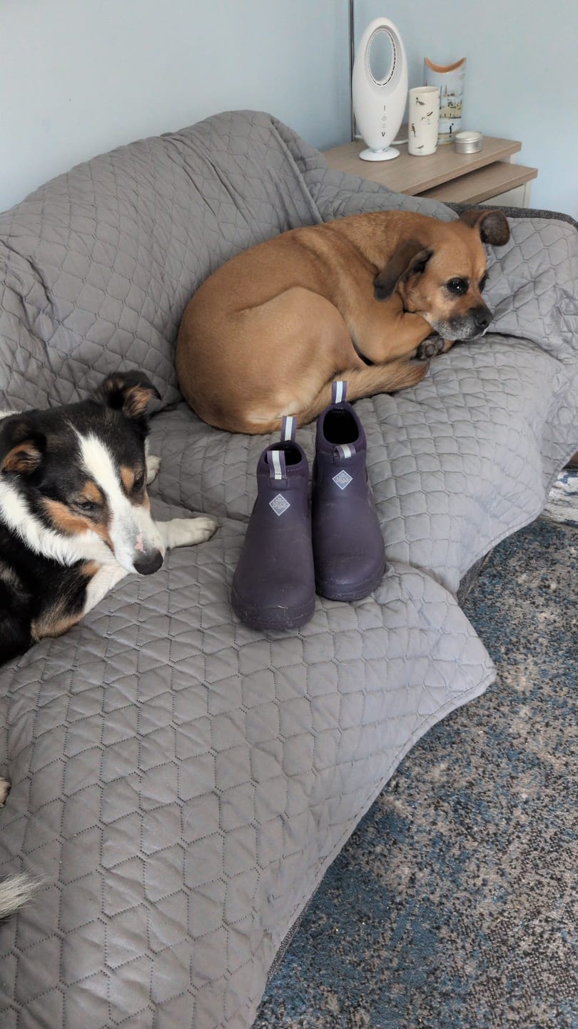 Customer photo review of Women's Rainscape Chelsea Boots
