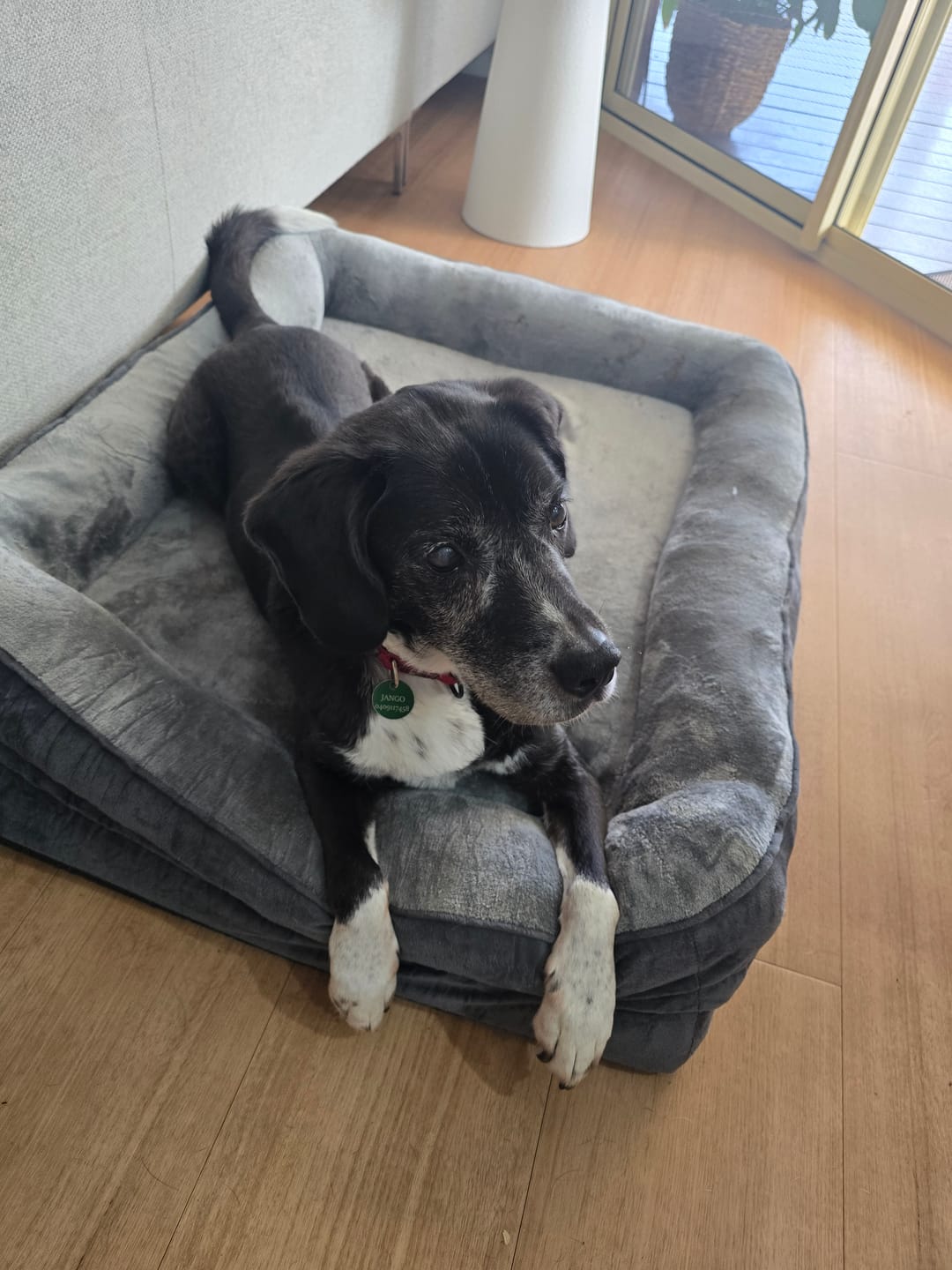 Customer photo review of PaWz Large Dog Bed Orthopedic Dog Bed Bolstered Support Flannel Velvet Grey
