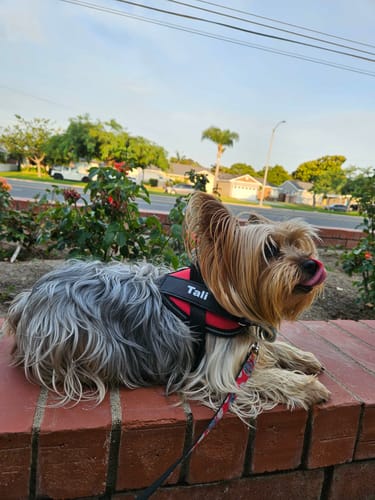 Customer's small dog wearing a red Dogshood Easy On harness while lying on a brick wall outdoors