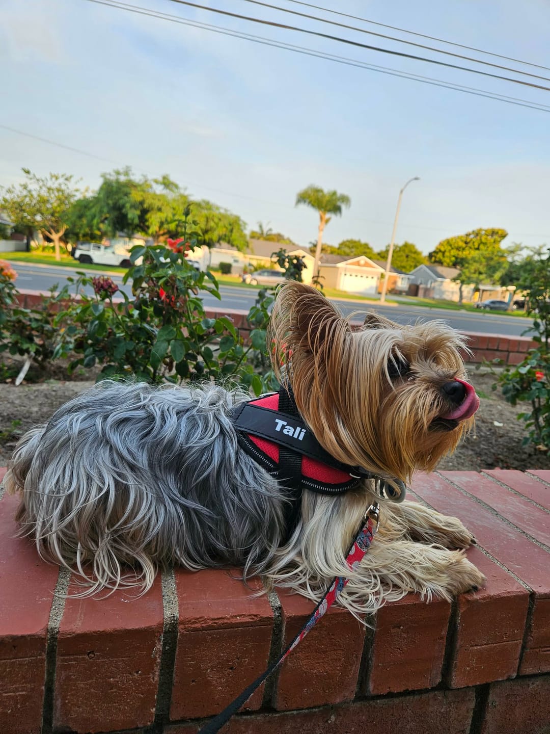 Customer photo review of Dogshood ™ Easy On