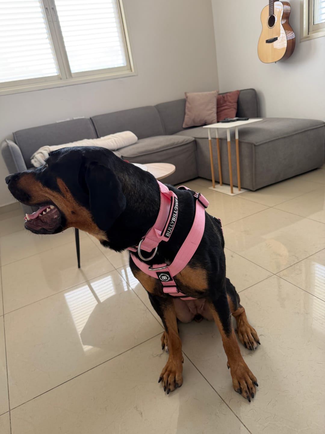 Customer photo review of 5cm Combat® Collar | With Handle & Secure Clip - Pink