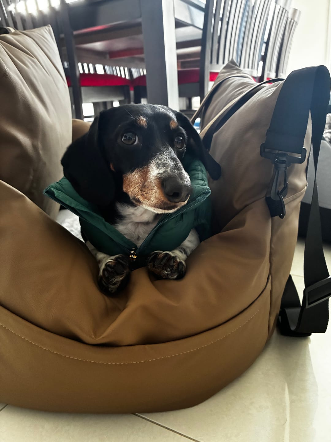 Customer photo review of Pupper Jacket