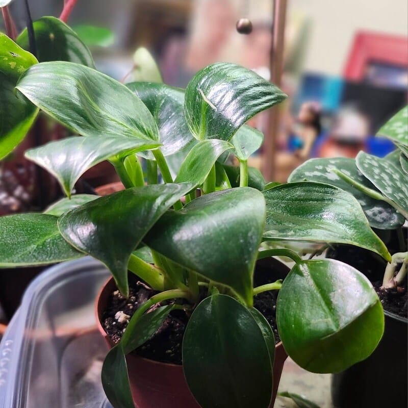 Customer photo review of Variegated Philodendron Birkin Live Plant in 4" Grow Pot - Indoor & Outdoor Houseplant with White Stripes - Easy Care Plant