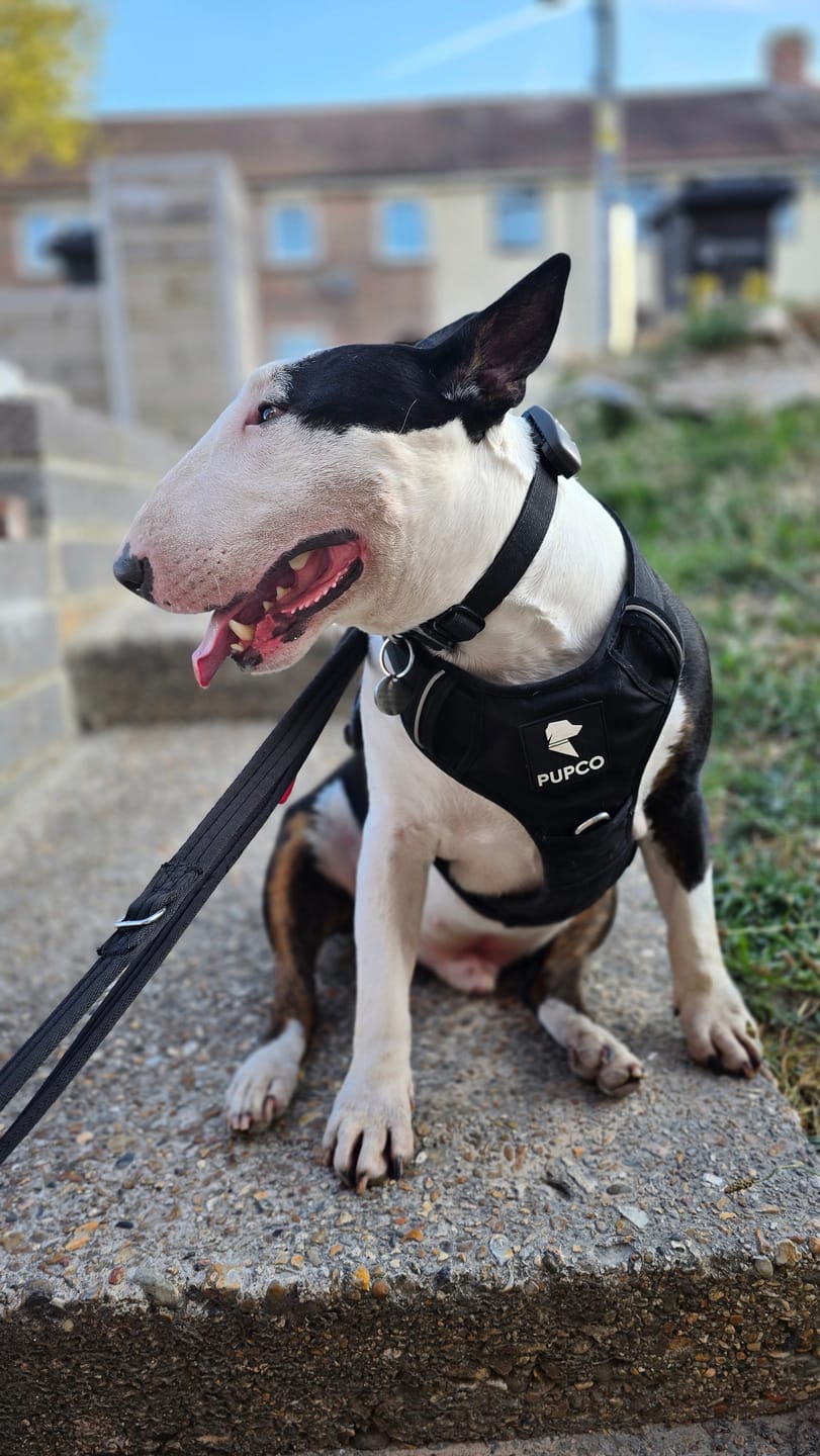 Customer photo review of Prime harness - Black