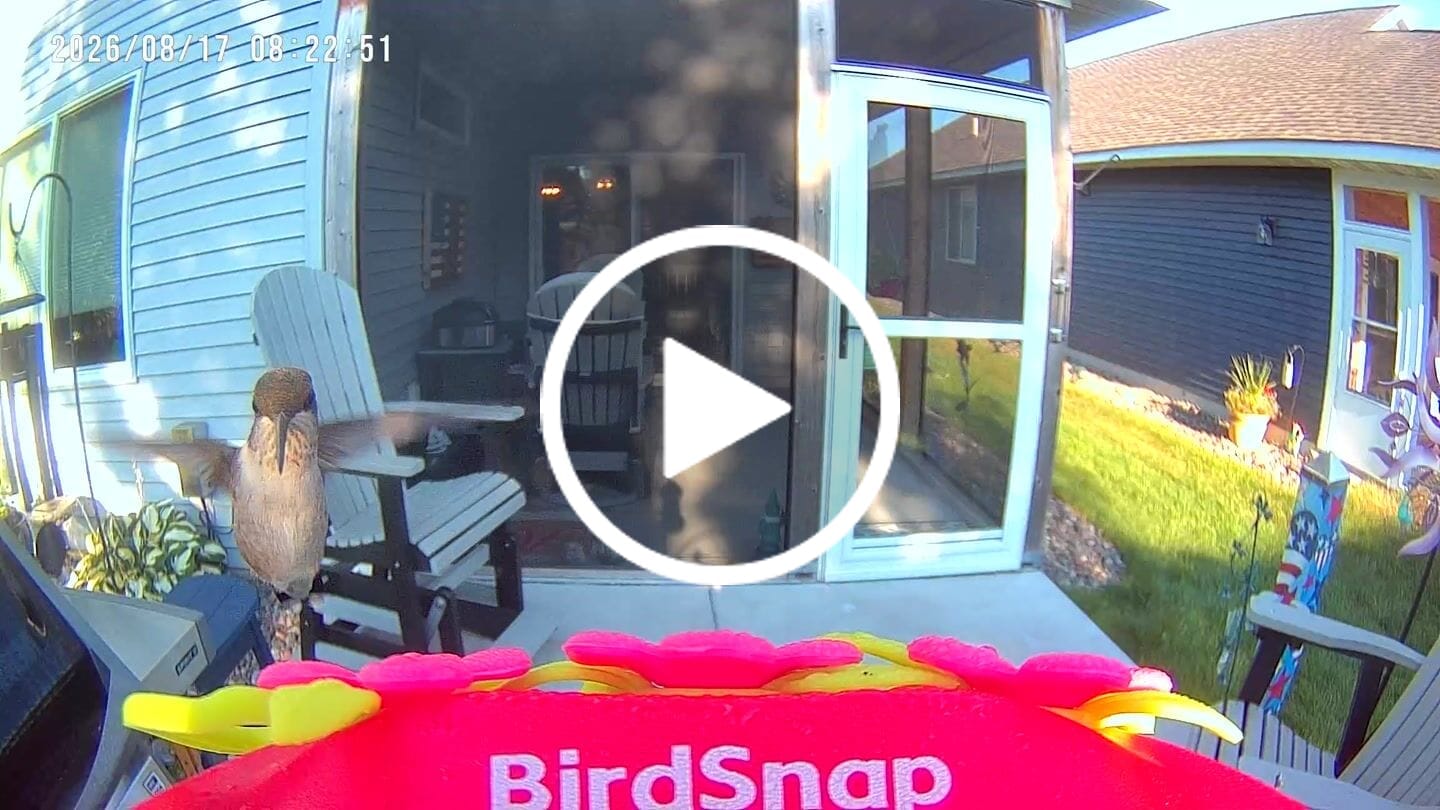 Customer video review of Smart Solar Hummingbird Feeder with HD Camera