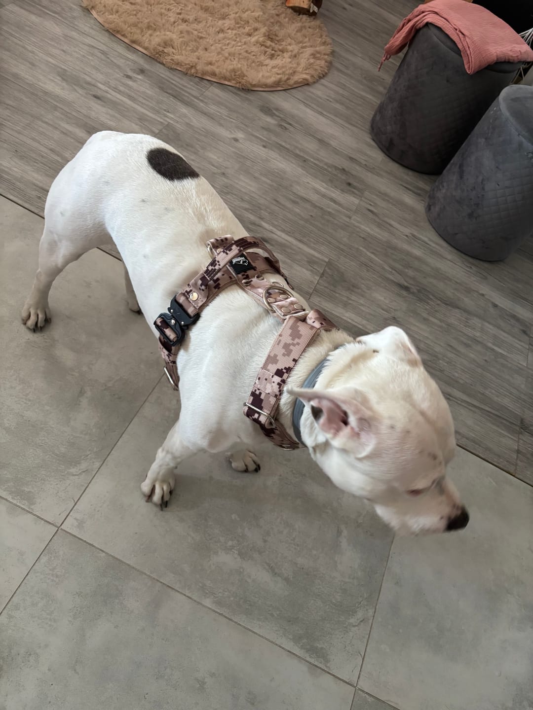 Customer photo review of Szelki z szybką klamrą - Easy Walk Extreme Camo Beige