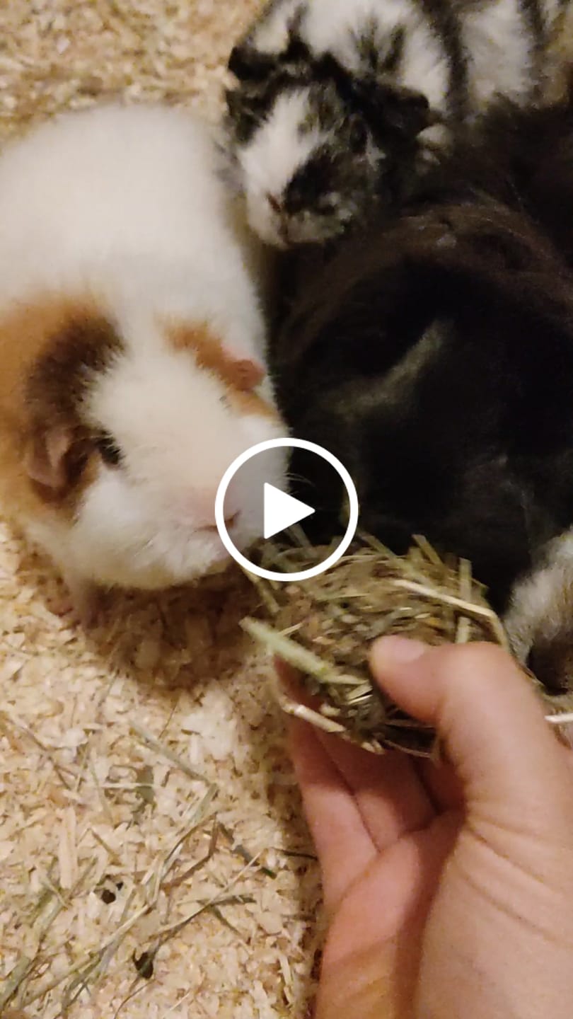 Customer video review of Snack Balls Seeds Flower – Natürlicher Heu-Snack für Meerschweinchen
