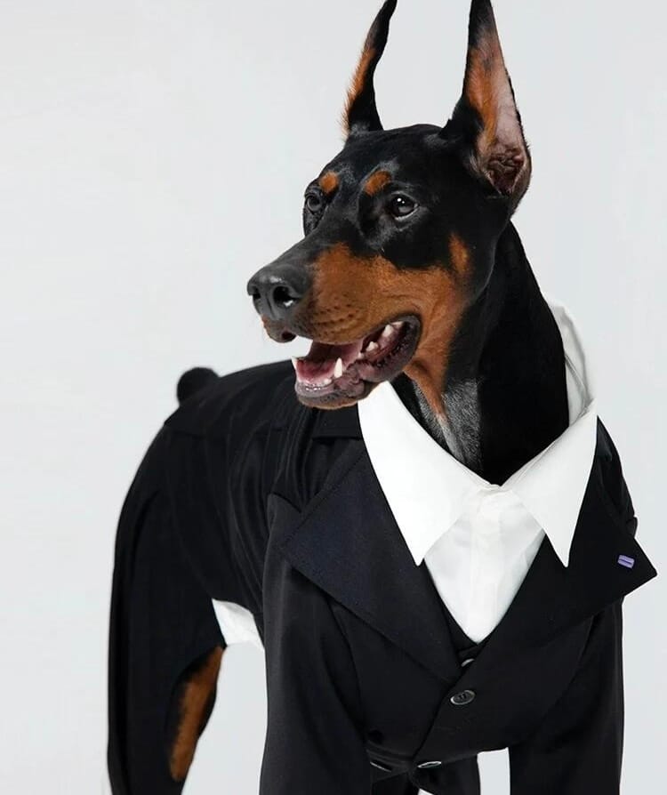Customer photo review of Tuxedo and Bandana Suit Costumes