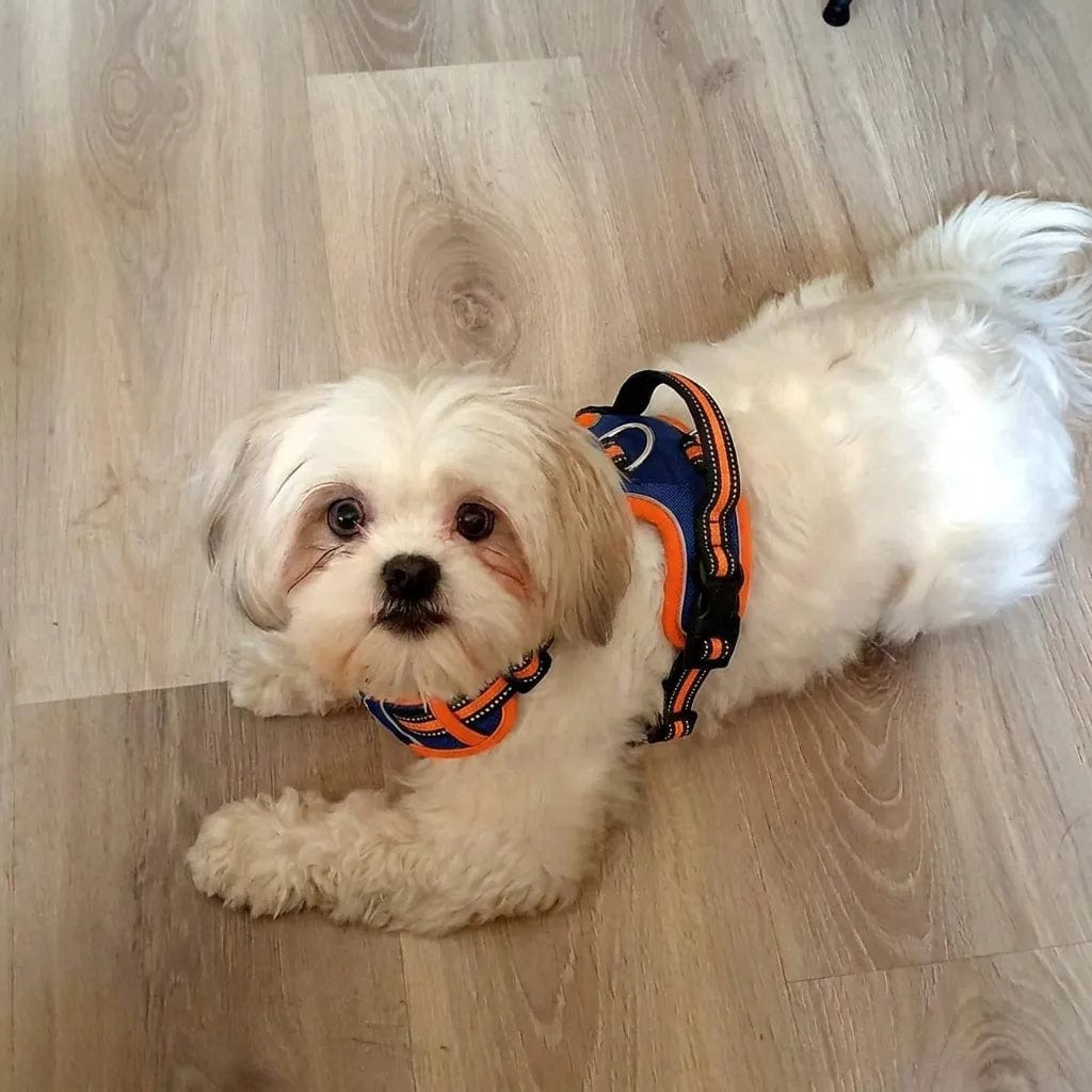 Customer photo review of Harnais anti-traction pour chien
