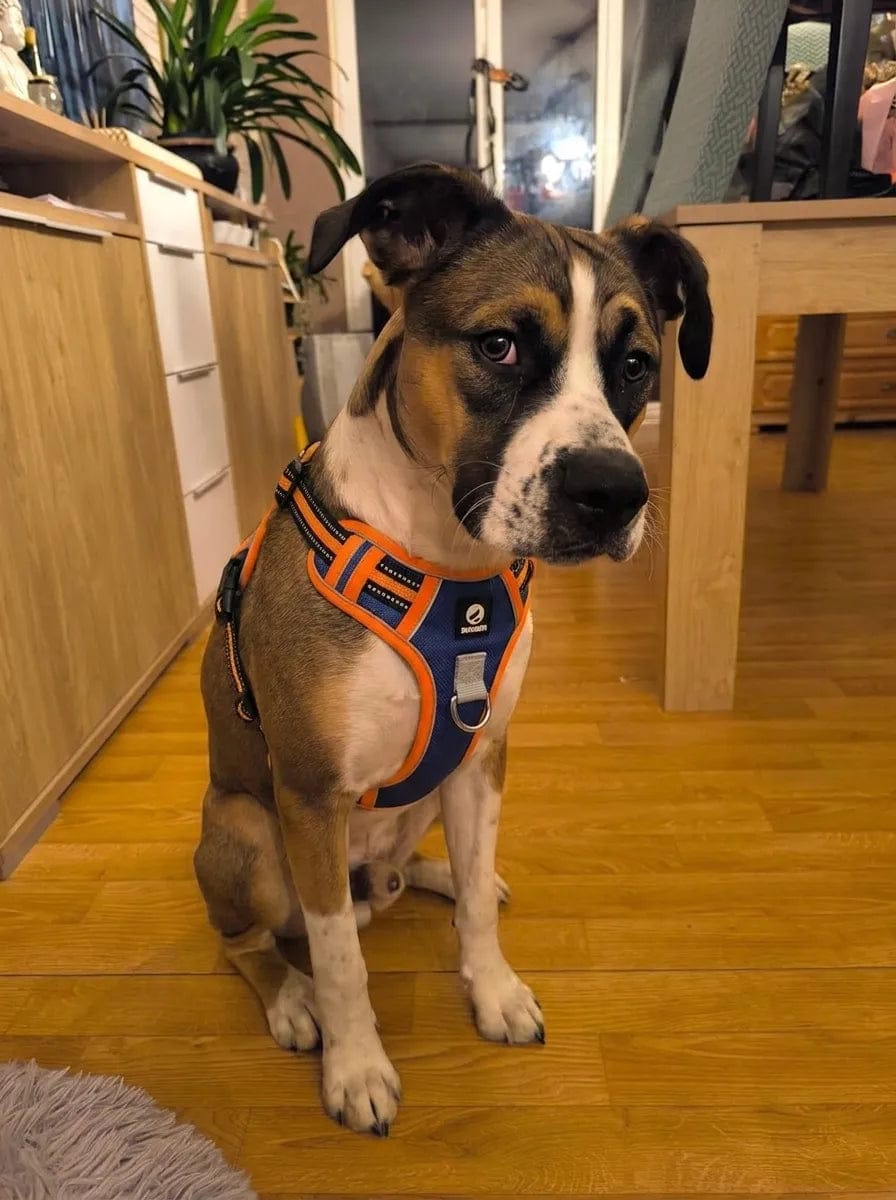 Customer photo review of Harnais anti-traction pour chien