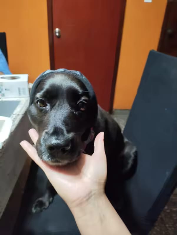 Customer photo review of Orejeras Calmantes para Perros