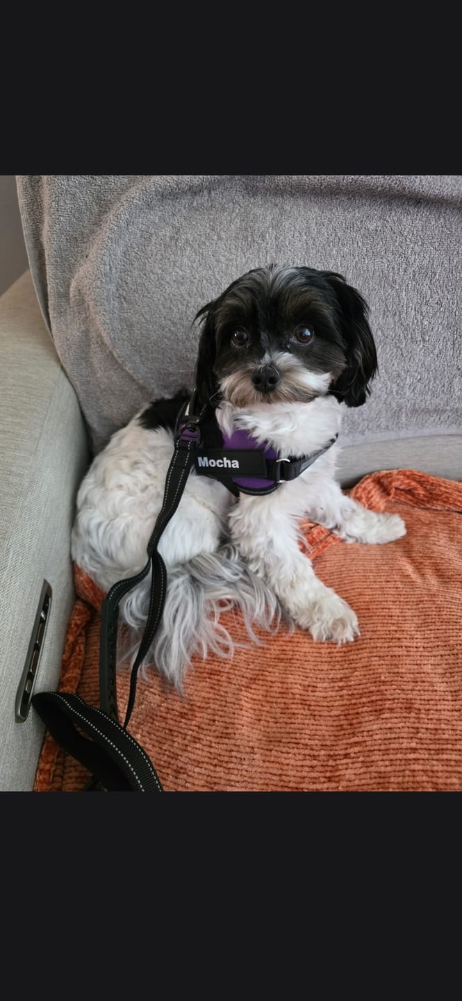 Customer photo review of Bungee Leash