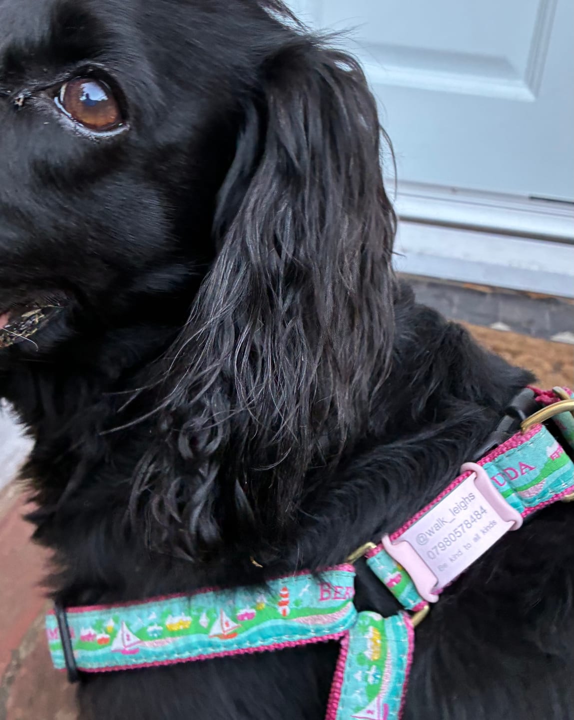 Customer photo review of Dog ID Attachment Tag (8 Colour Choices)