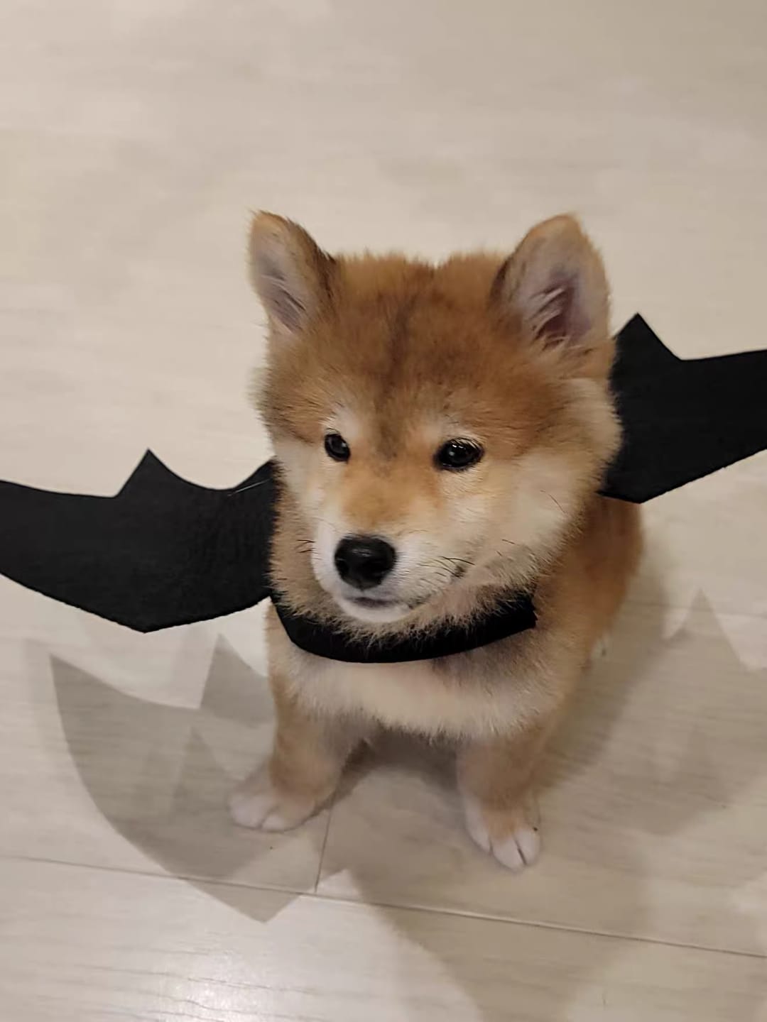 Customer photo review of Halloween Bat Costume