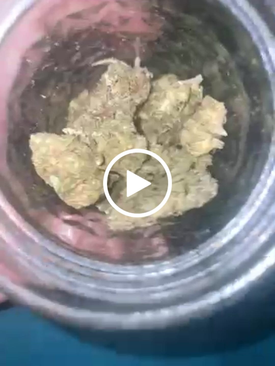 Customer video review of Scissor Queen Greenhouse THCA