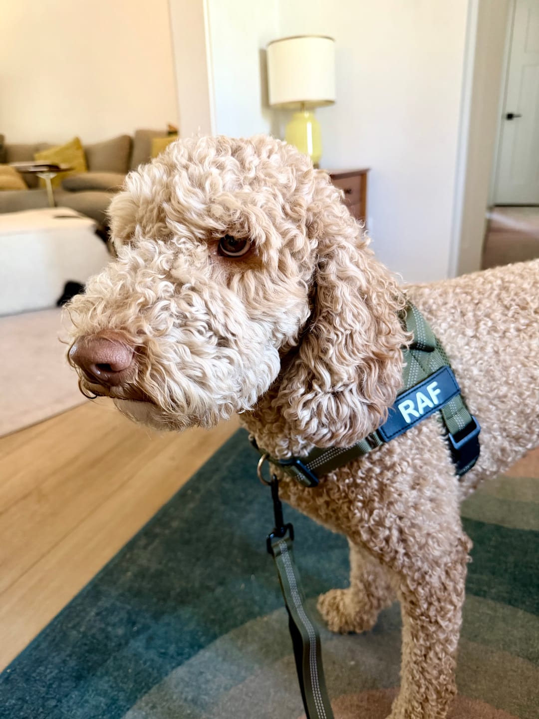 Customer photo review of Personalized No-Pull Dog Harness