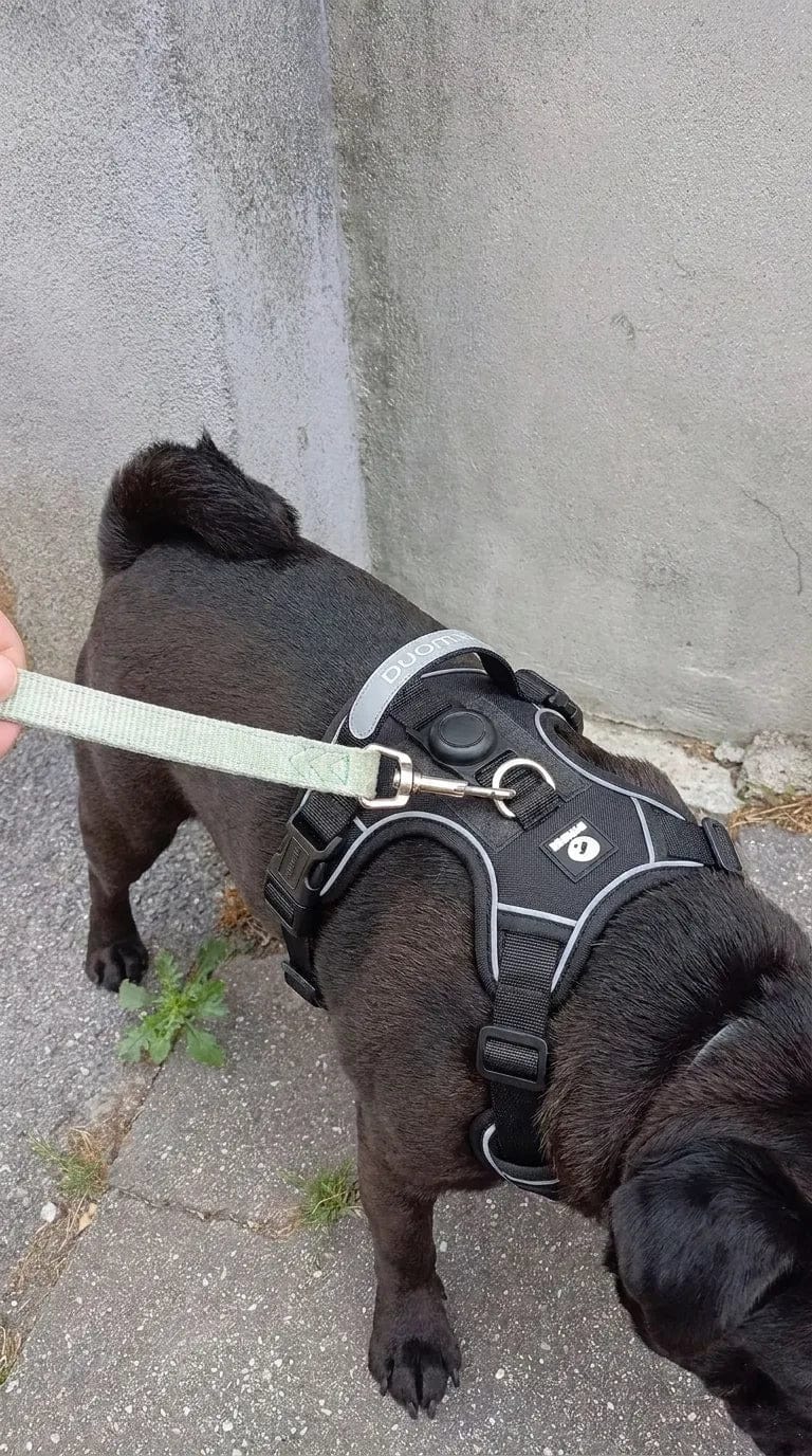 Customer photo review of Harnais pour chien anti-traction & anti-fugue